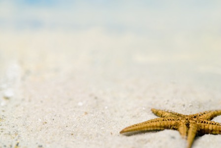 beach, maritime, sand, seashore, copy space, starfish, nature, outdoor